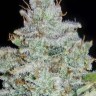 Семена каннабиса  Auto Irimshik feminised Bang Seeds