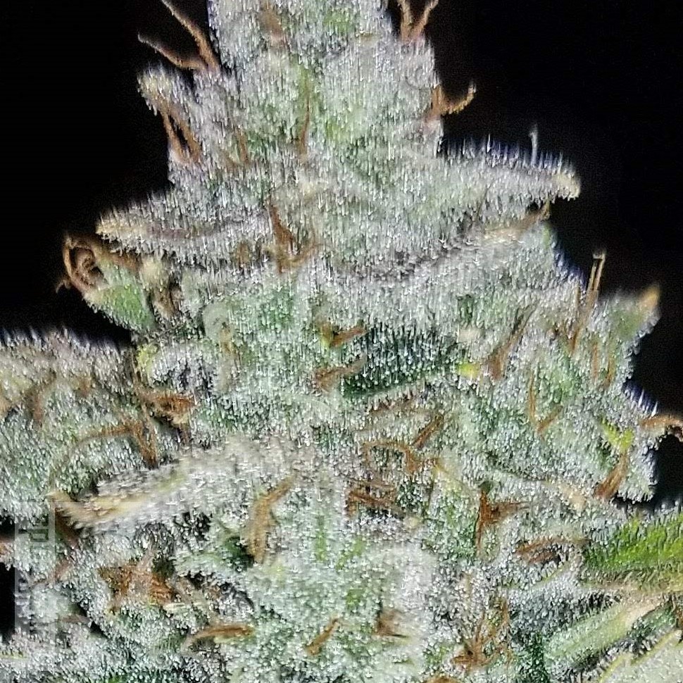 Семена каннабиса  Auto Irimshik feminised Bang Seeds