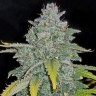 Семена каннабиса  Auto Irimshik feminised Bang Seeds