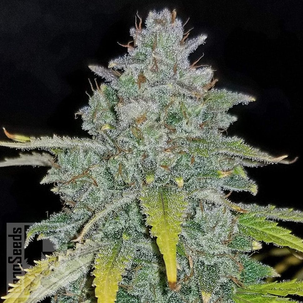 Семена каннабиса  Auto Irimshik feminised Bang Seeds
