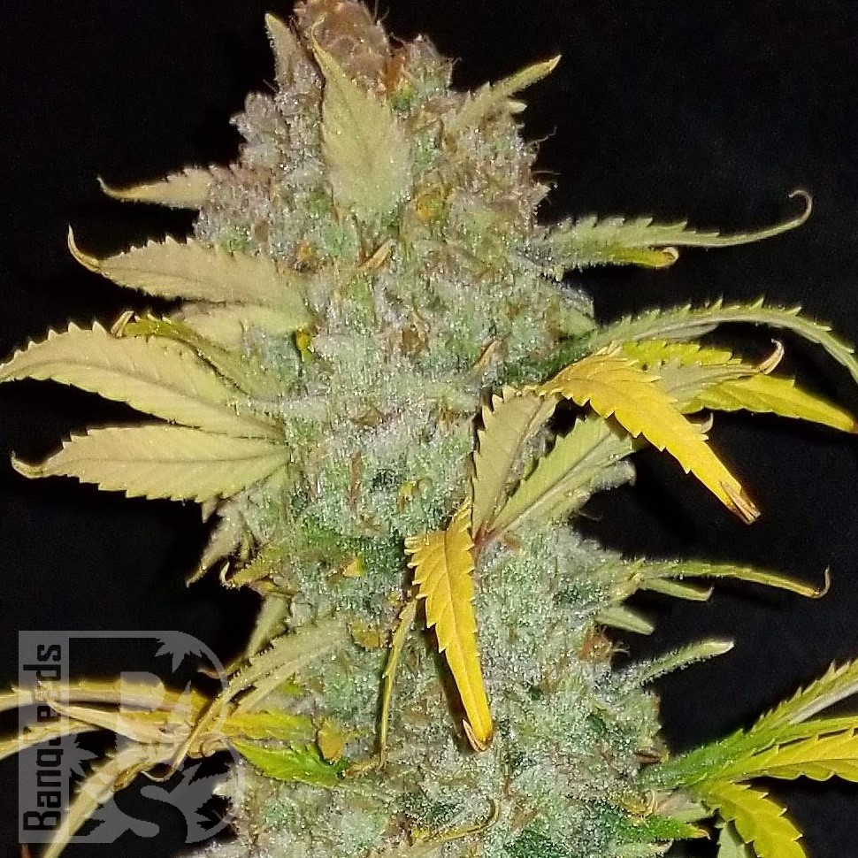 Семена каннабиса  Auto Irimshik feminised Bang Seeds