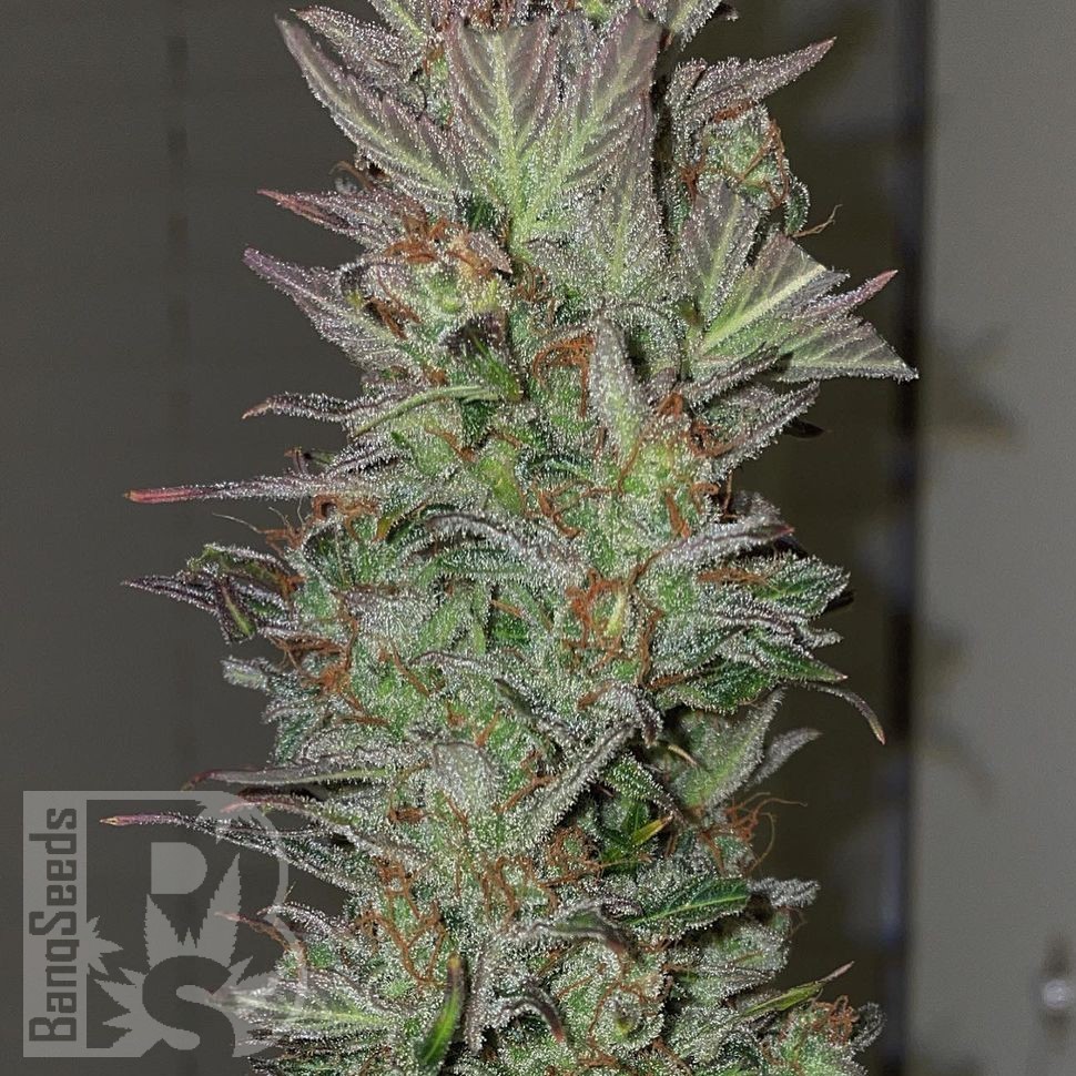 Семена каннабиса  Auto Irimshik feminised Bang Seeds
