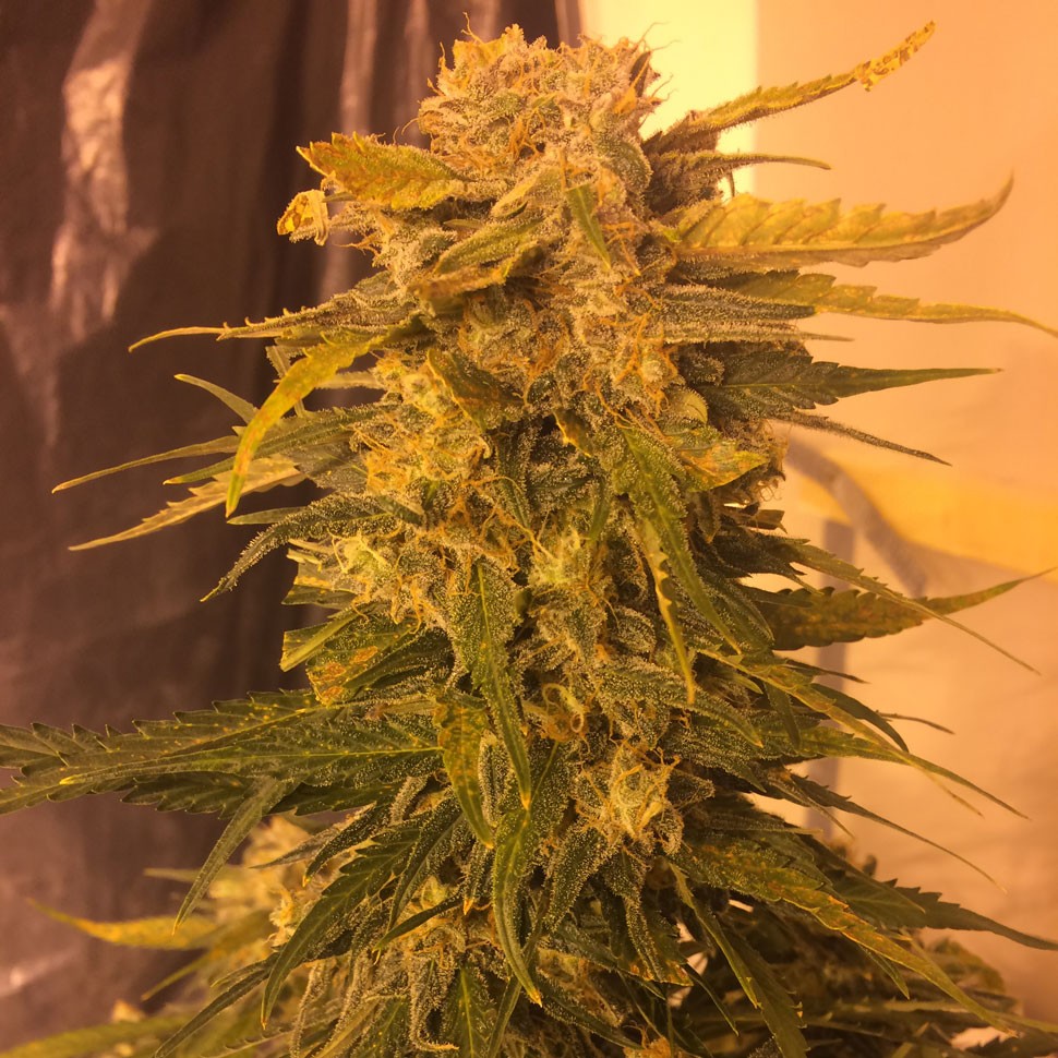 Семена каннабиса Cream Mandarine feminised Fast Version Ganja Seeds