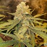 Семена  Auto Irtysh feminised Bang Seeds
