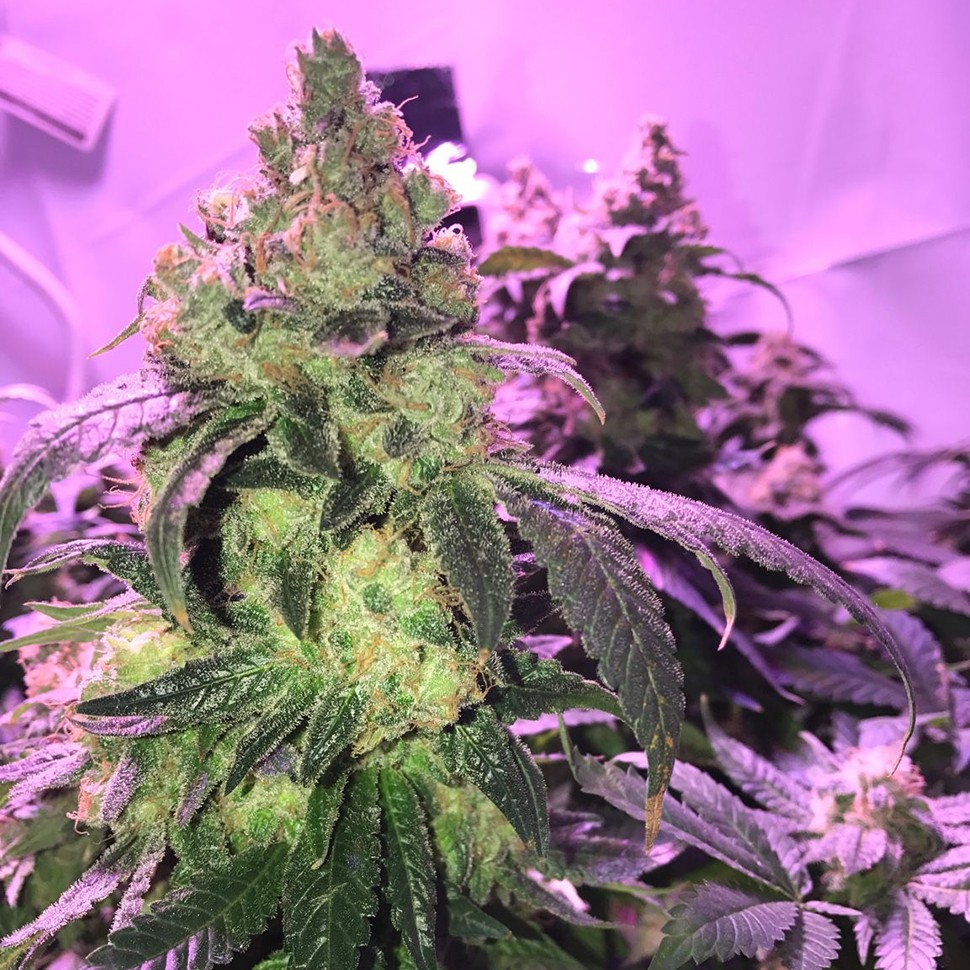 Семена конопли Umai feminised Bang Seeds