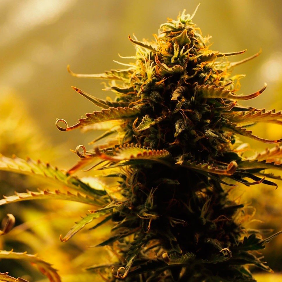 Семена Jack 47 feminised Ganja Seeds
