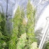 Семена  Lennon feminised Ganja Seeds