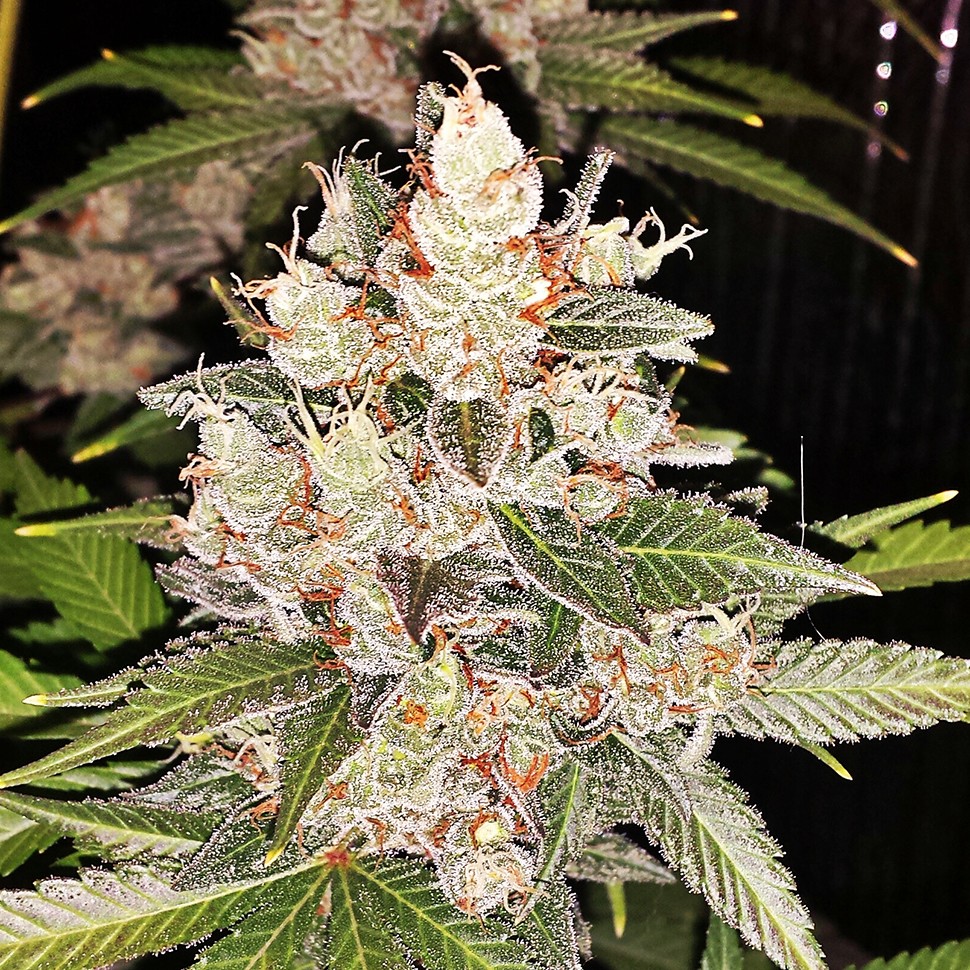 Семена каннабиса  Sour Diesel feminised Ganja Seeds