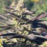 Семена конопли  Original Afghani #1 regular Ganja Seeds