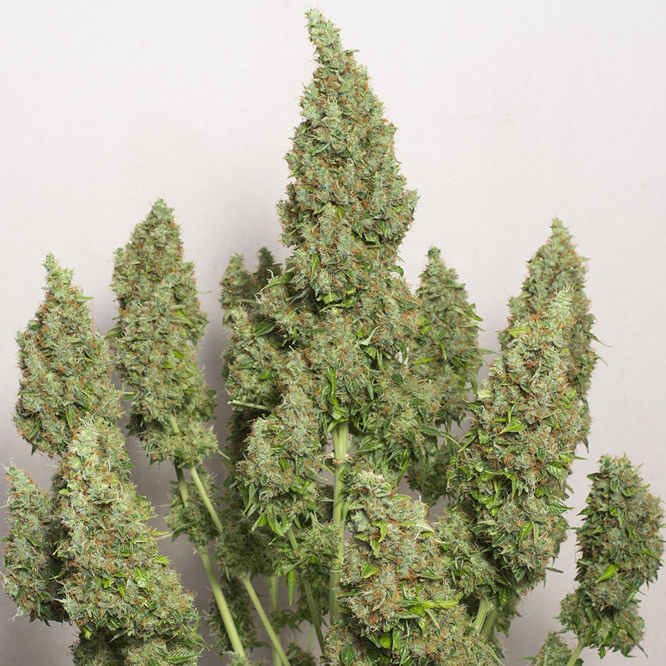 Семена  Auto Issyk feminised Bang Seeds