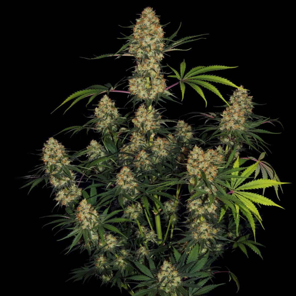 Семена каннабиса  Ungurtas feminised Bang Seeds
