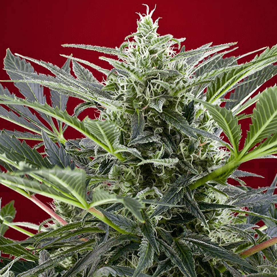 Семена каннабиса  Cream 47 feminised Fast Version Ganja Seeds 
