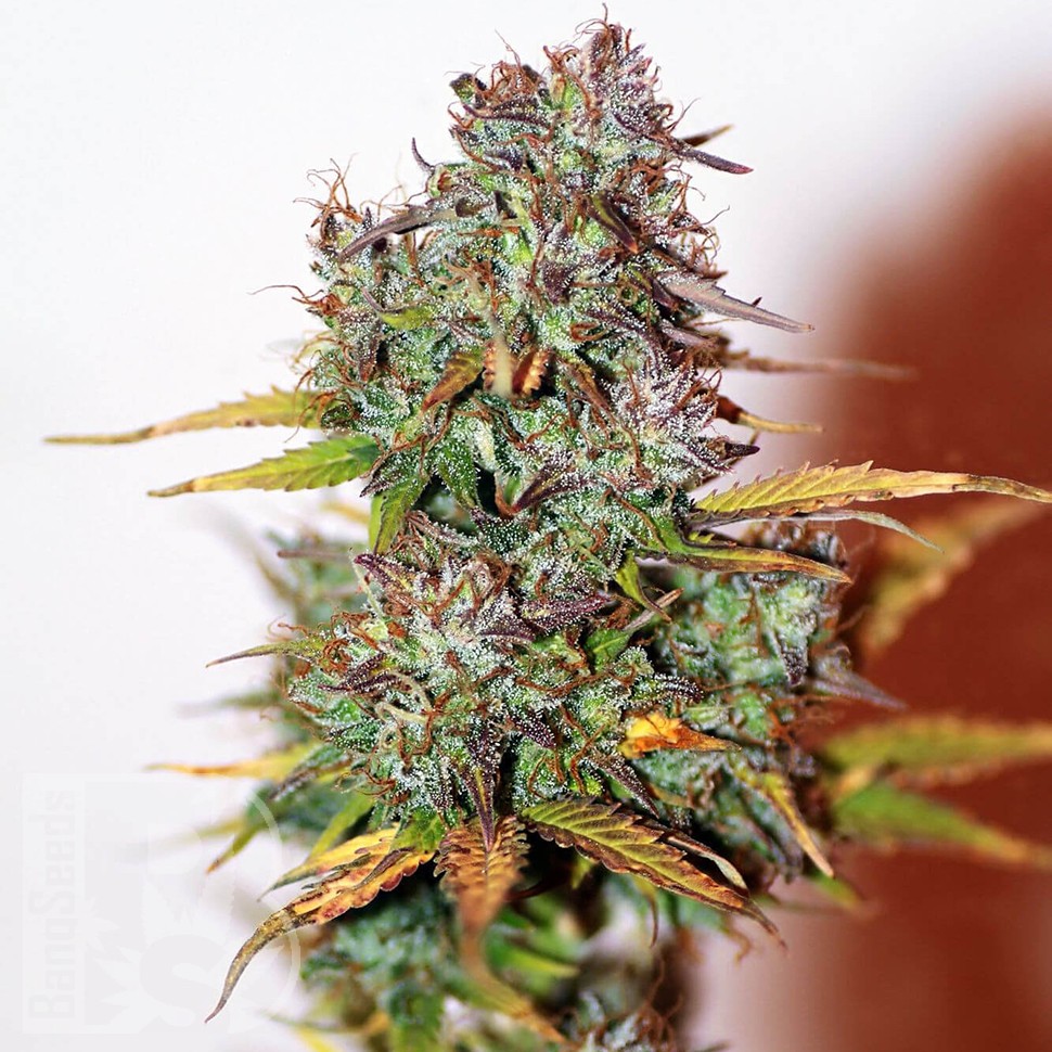 Семена каннабиса  Auto Mini Gun feminised Ganja Seeds