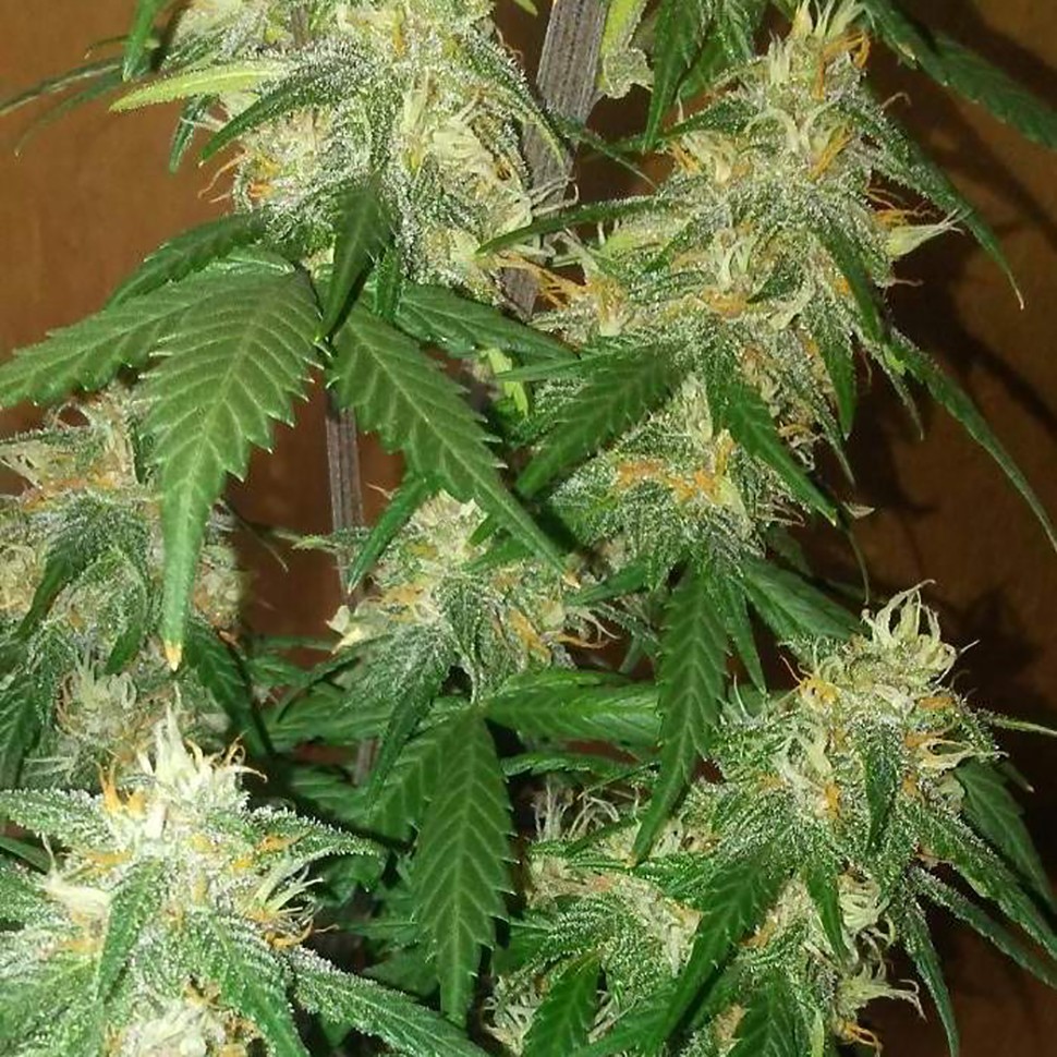 Семена ганжа  LSD regular Ganja Seeds