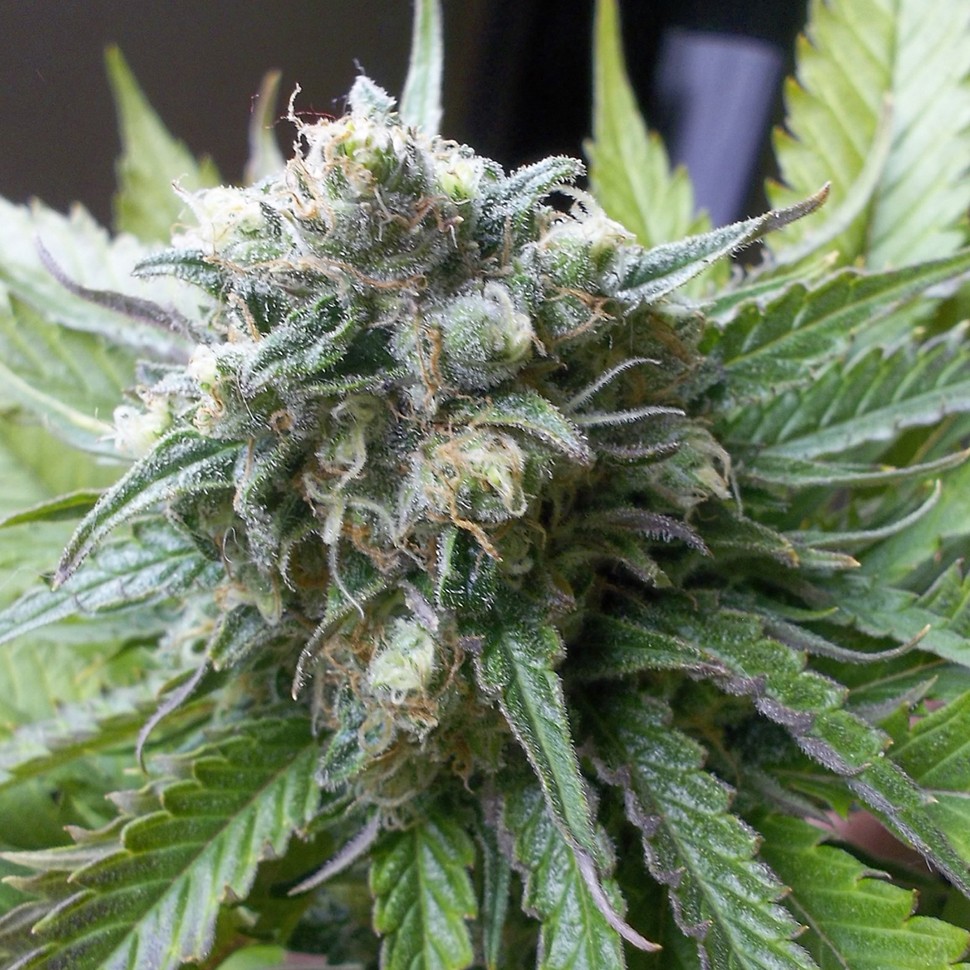 Семена ганжа Super Critical Kali Haze feminised Ganja Seeds