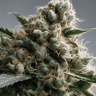 Семена ганжа  Super Critical Kali Haze feminised Ganja Seeds