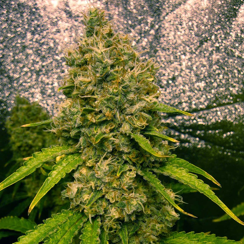 Семена марихуаны Auto Jasybay feminised Bang Seeds