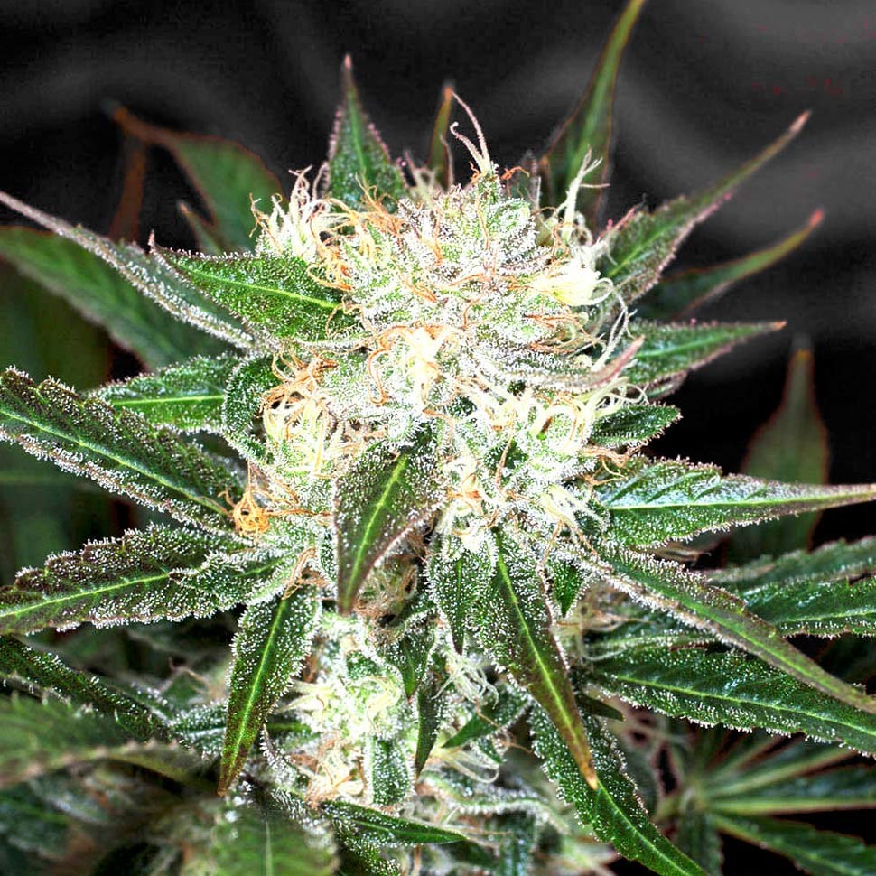 Семена конопли  Big Devil feminised Ganja Seeds