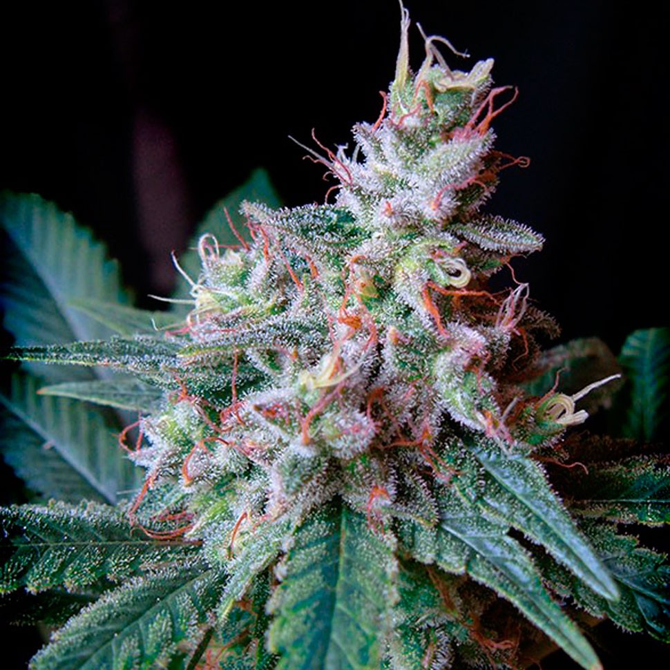 Семена ганжа  Cream Caramel feminised Fast Version Ganja Seeds