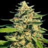Семена ганжа  Cream Caramel feminised Fast Version Ganja Seeds