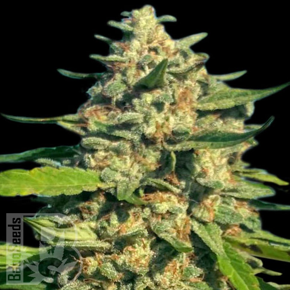Семена ганжа  Cream Caramel feminised Fast Version Ganja Seeds