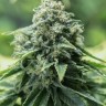 Семена ганжа  Cream Caramel feminised Fast Version Ganja Seeds