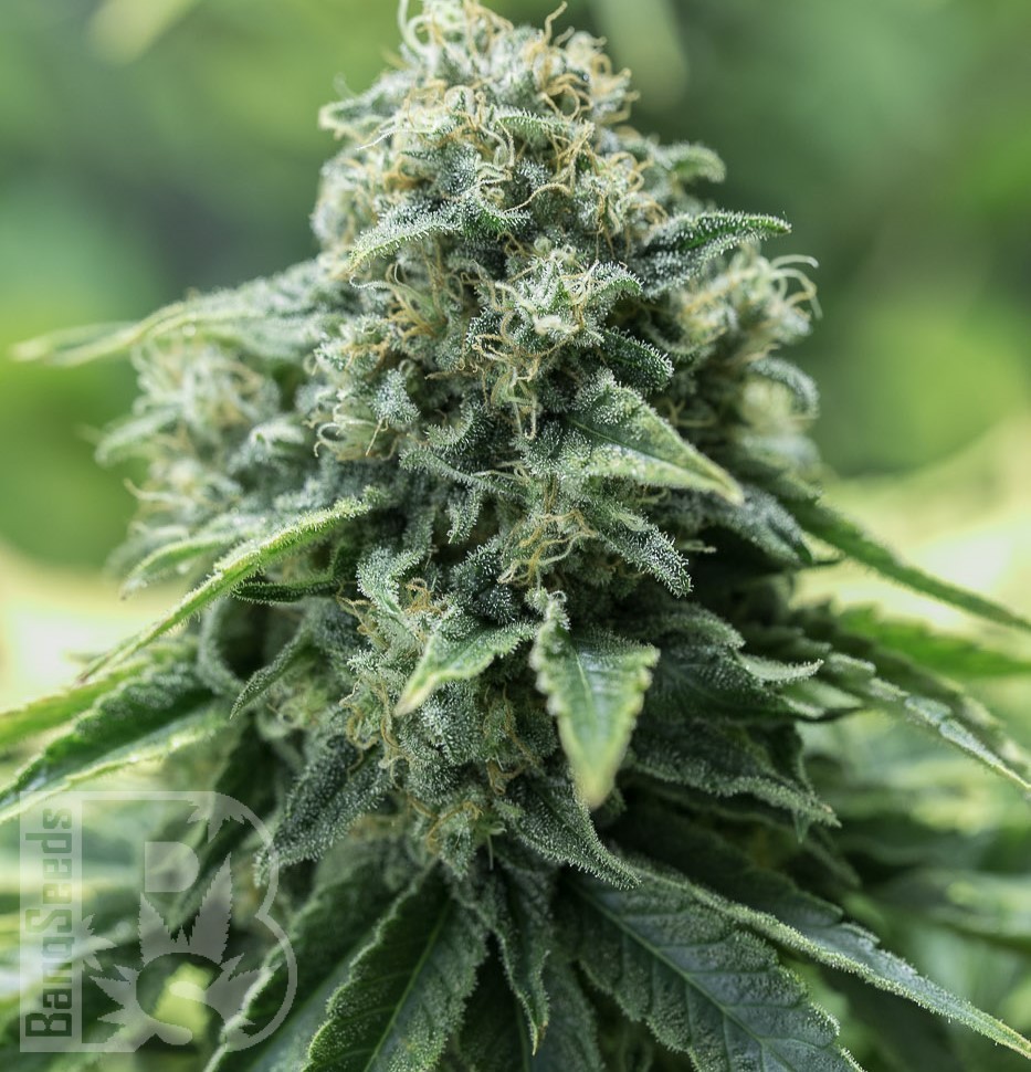 Семена ганжа  Cream Caramel feminised Fast Version Ganja Seeds