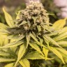 Семена ганжа  Cream Caramel feminised Fast Version Ganja Seeds
