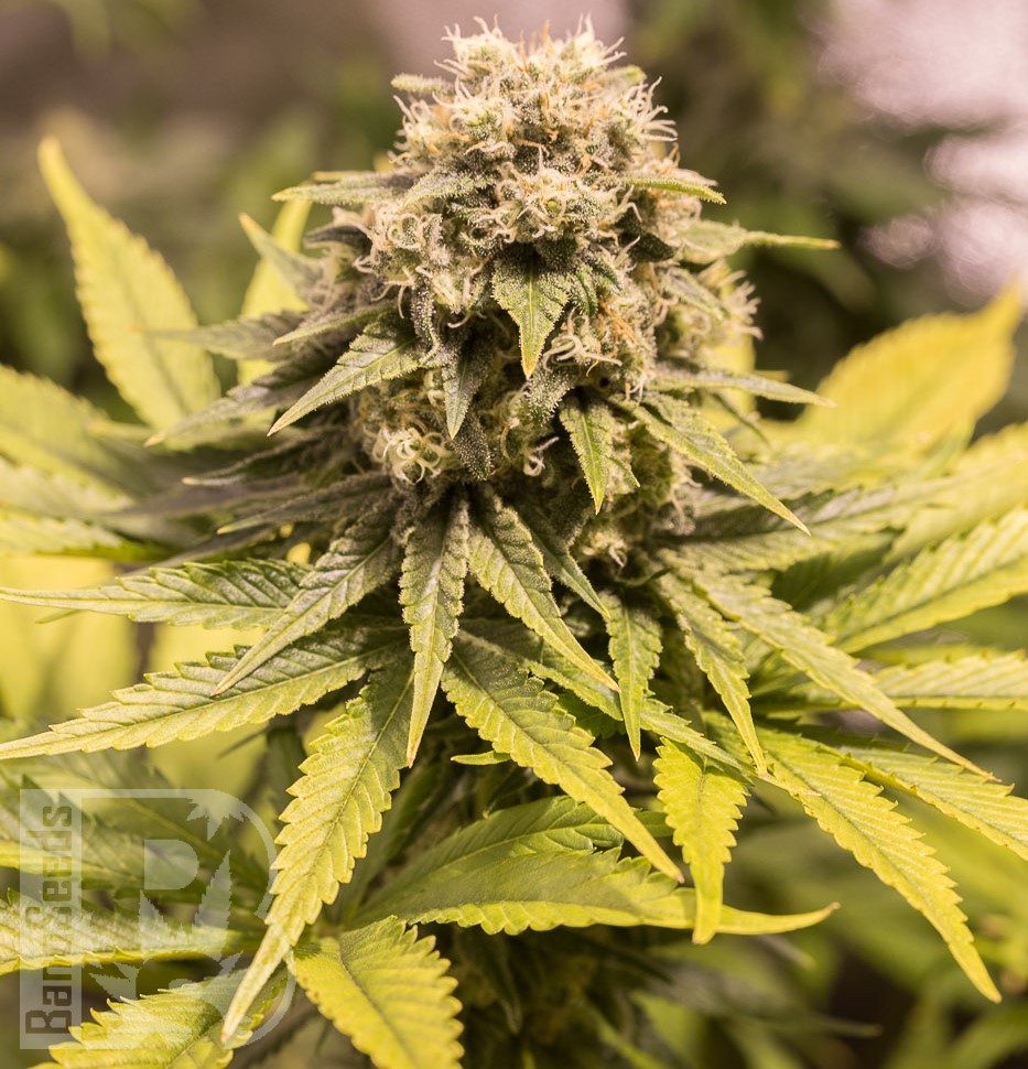 Семена ганжа  Cream Caramel feminised Fast Version Ganja Seeds