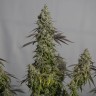Семена марихуаны  Auto Moby Dick feminised Ganja Seeds