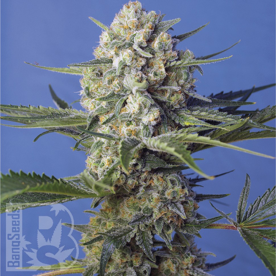 Семена каннабиса  Crystal Candy feminised Ganja Seeds Fast Version