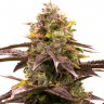 Семена  White Diesel Haze feminised Ganja Seeds