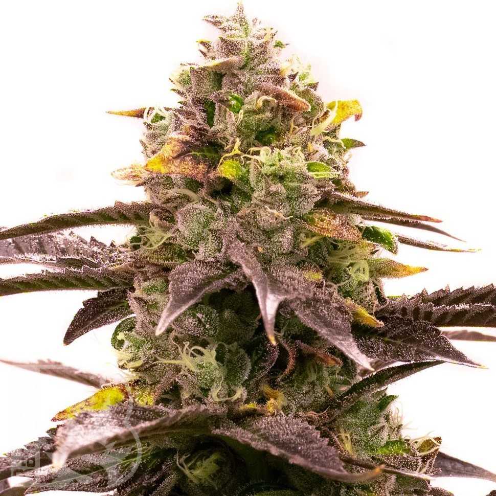 Семена  White Diesel Haze feminised Ganja Seeds