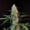 Семена  White Diesel Haze feminised Ganja Seeds