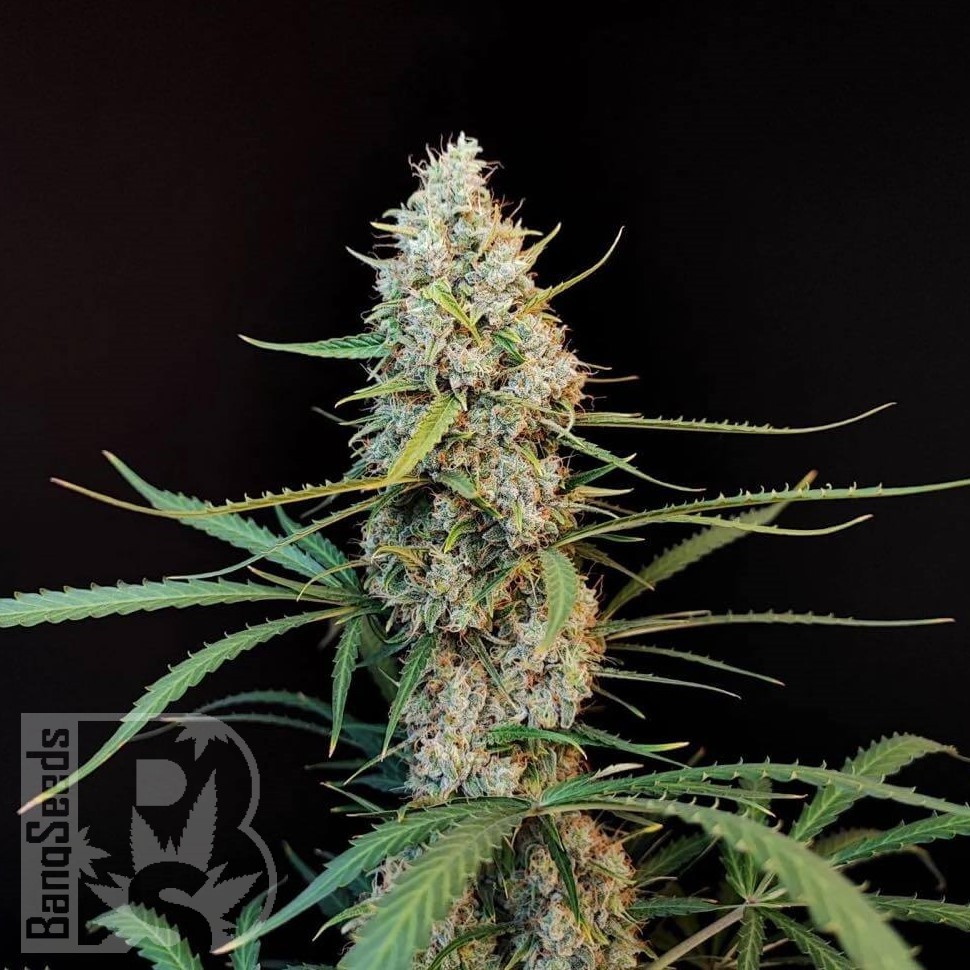 Семена  White Diesel Haze feminised Ganja Seeds