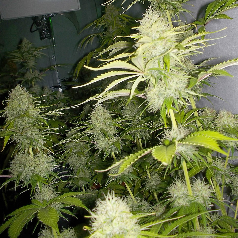 Семена марихуаны  Auto Kaindy feminised Bang Seeds