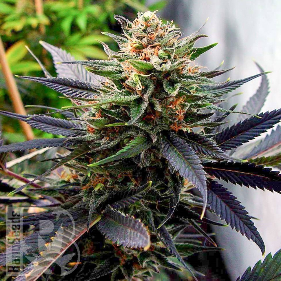 Семена марихуаны Lavender feminised Ganja Seeds
