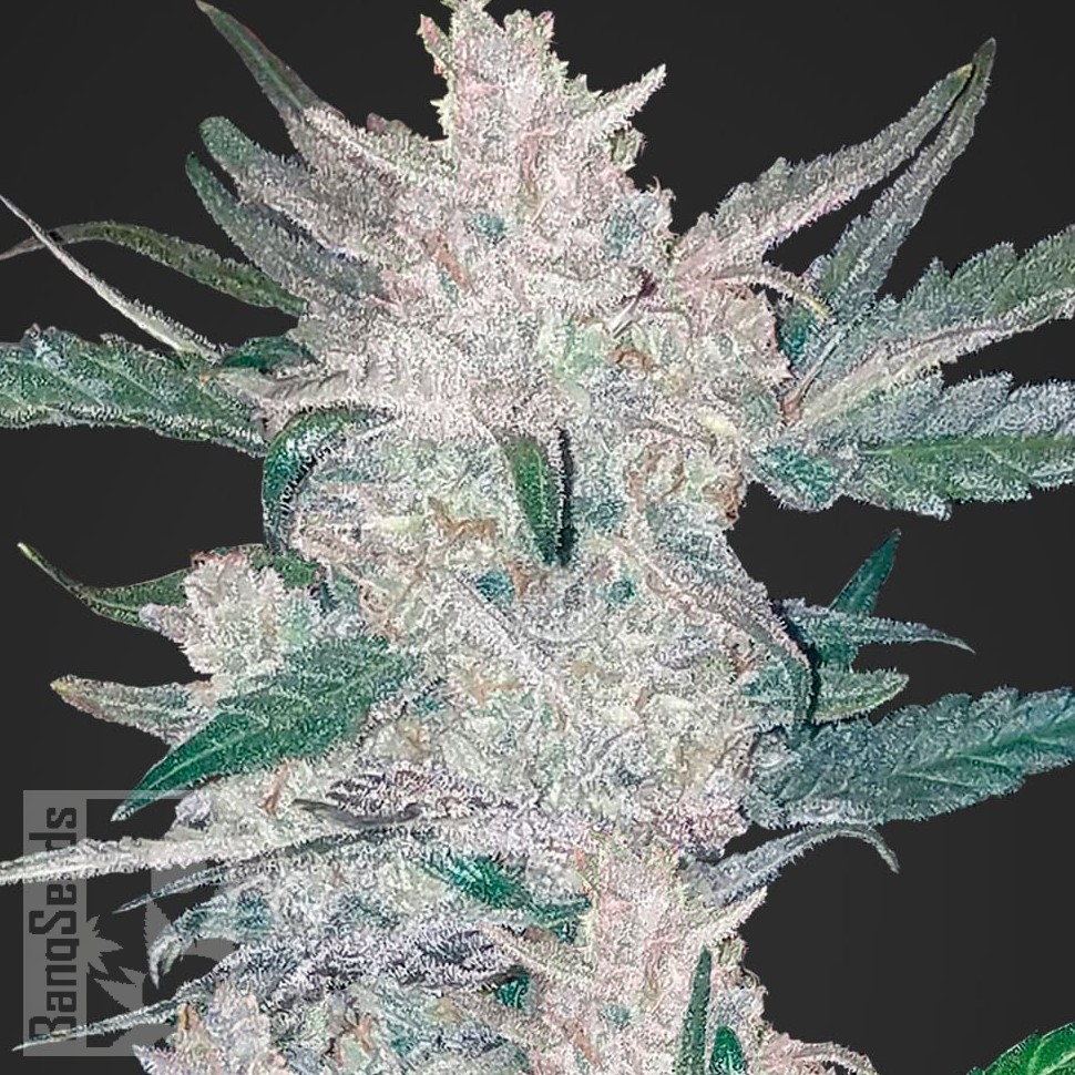 Семена конопли  Auto Moscow feminised Ganja Seeds