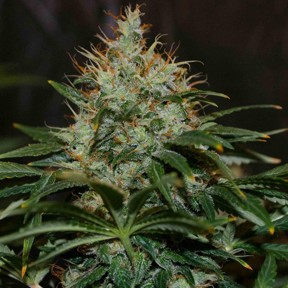 Семена каннабиса  Nibiru regular Ganja Seeds