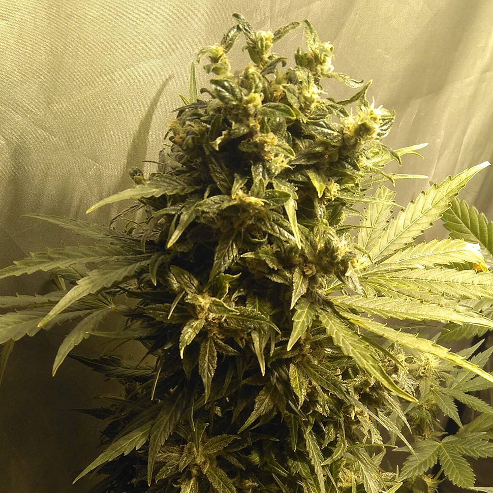 Семена каннабиса  Point of No Return x Lowryder (Point) regular Ganja Seeds