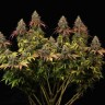 Семена каннабиса  White Widow CBD feminised Ganja Seeds
