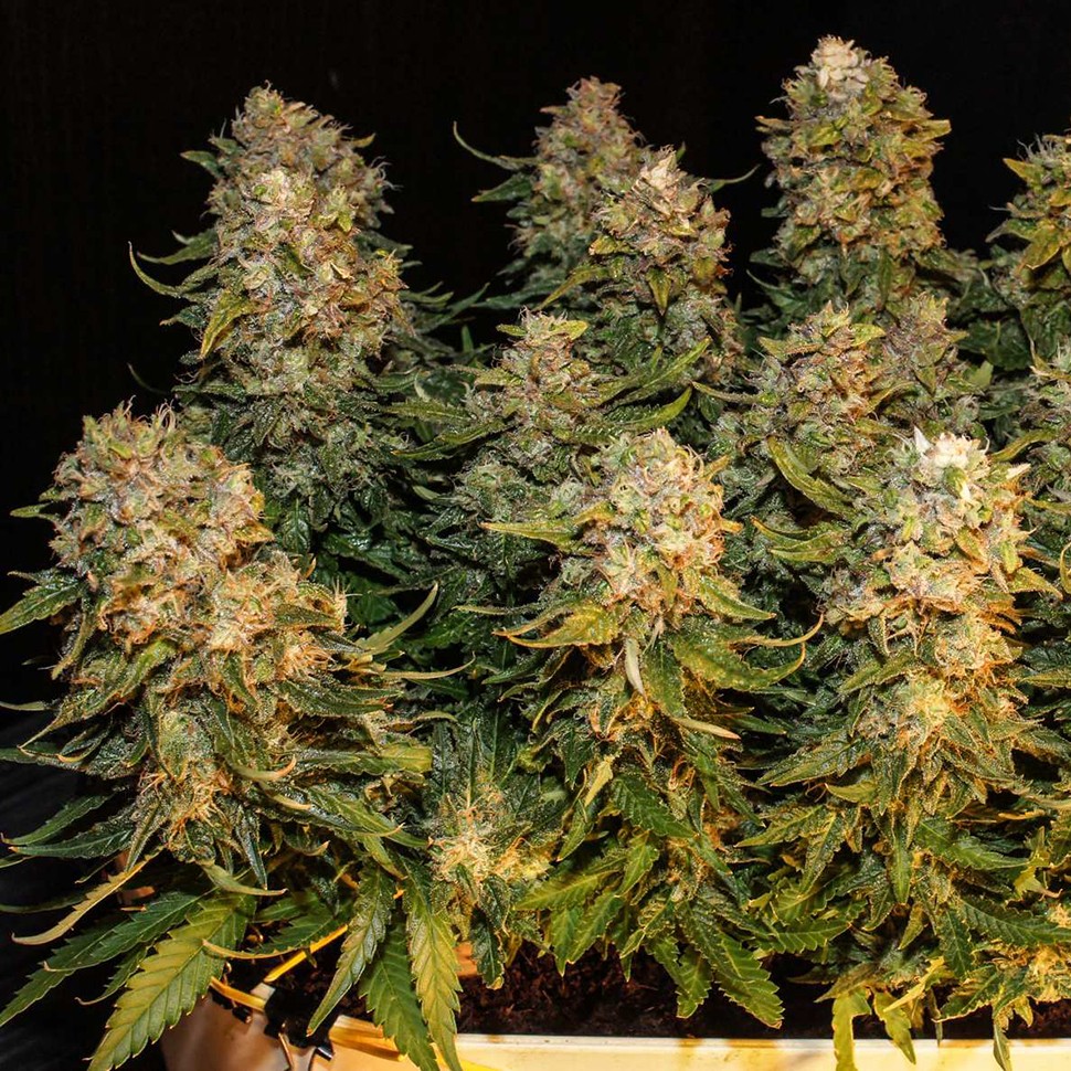 Семена каннабиса  Auto Karatal feminised Bang Seeds