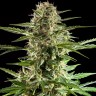 Семена каннабиса  Auto Karatal feminised Bang Seeds