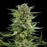 Семена каннабиса  Auto Karatal feminised Bang Seeds
