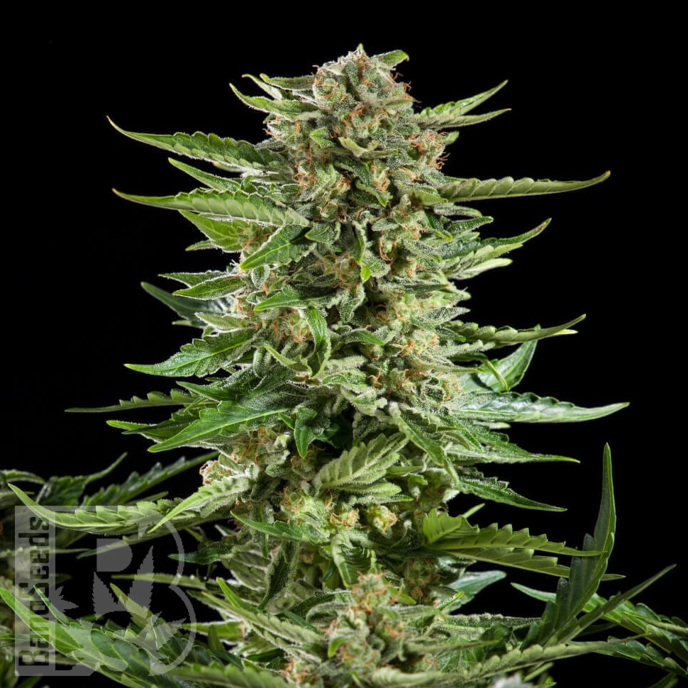 Семена каннабиса  Auto Karatal feminised Bang Seeds