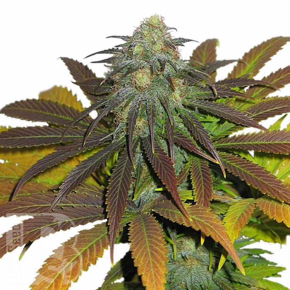 Семена каннабиса Euforia feminised Ganja Seeds
