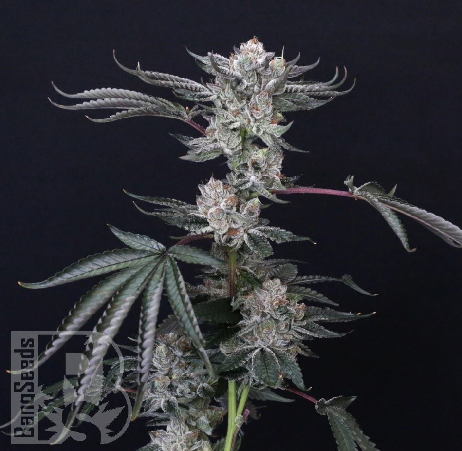 Семена каннабиса  Euforia feminised Ganja Seeds