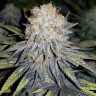 Семена каннабиса  Euforia feminised Ganja Seeds