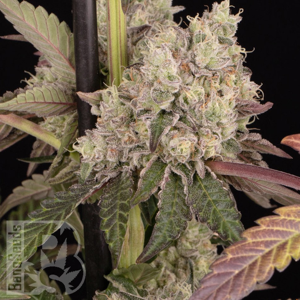Семена  Runtz Muffin feminised Ganja Seeds