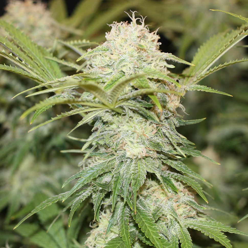 Семена каннабиса Critical + feminised Ganja Seeds